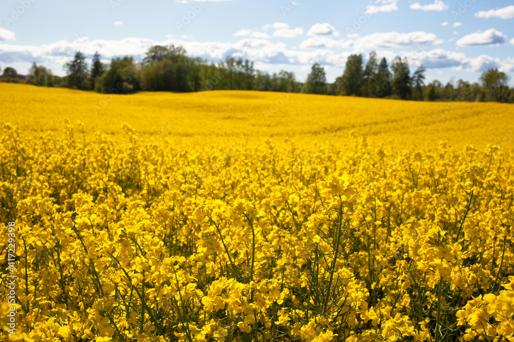 Blooming rapeseed field