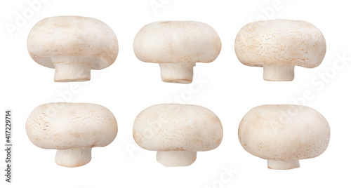 mushrooms path isolated on white