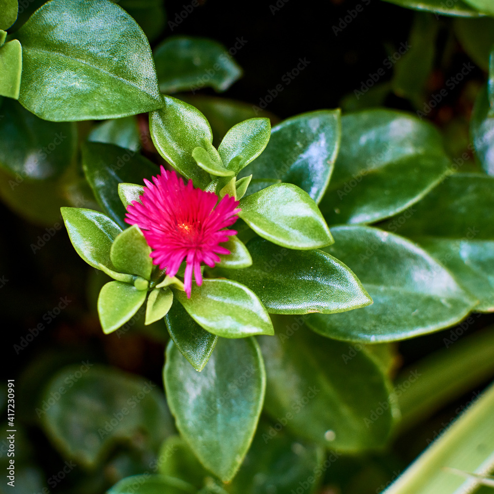 Aptenia cordifolia plant