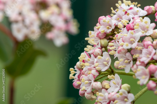 Macro shot of viburnum tinus (lauristinus) flowers in bloom photo