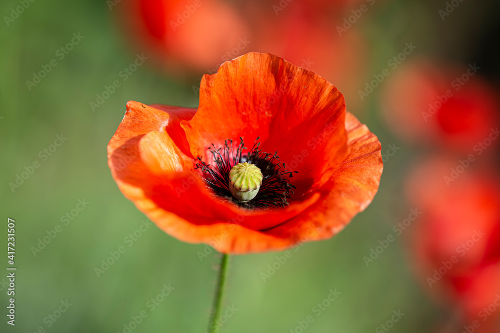 Poppy flower on a background of green grass, blooming poppy, red poppy, flowering poppy on a background.
