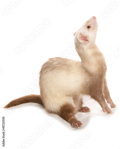 sandy ferret