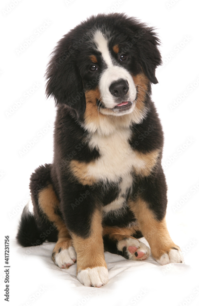 burmese mountain dog puppy