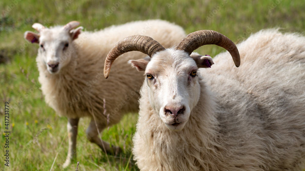 Obraz premium Sheep Iceland