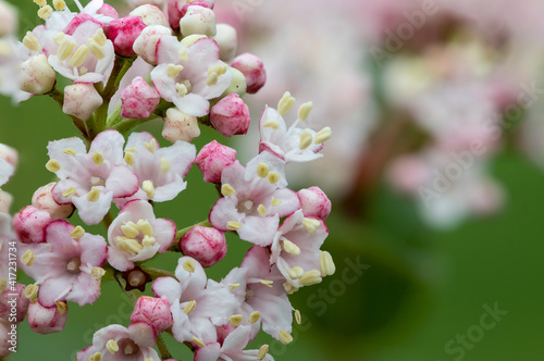 Macro shot of viburnum tinus (lauristinus) flowers in bloom photo