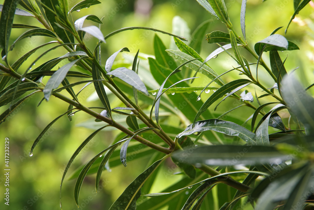 Obraz premium Close-up view of oleander twigs and leaves in the rain