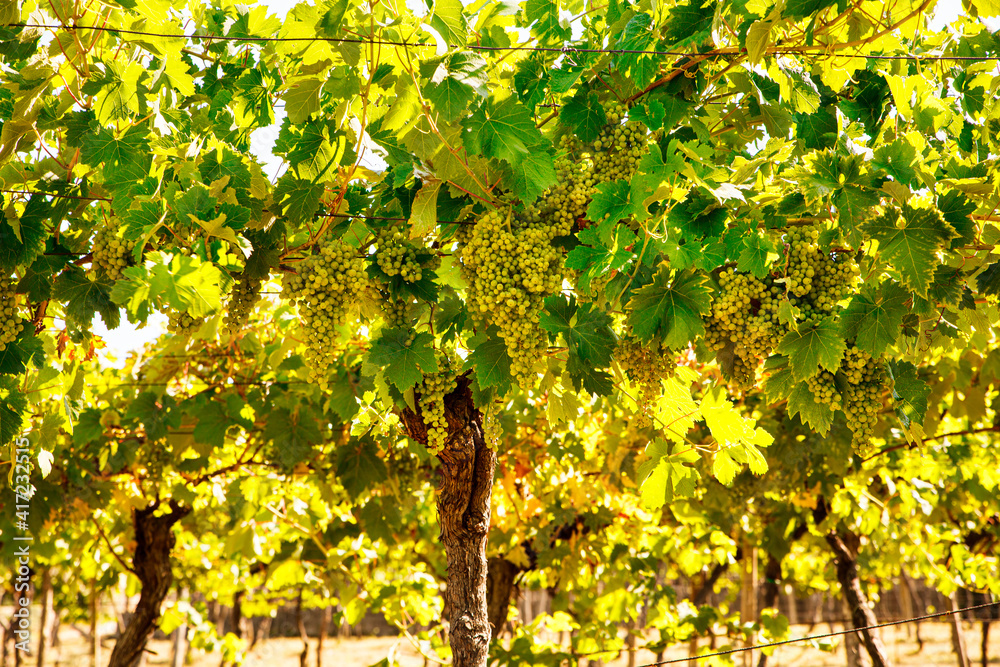 Vineyard in the Trieste Karst Vineyard in the Trieste Karst