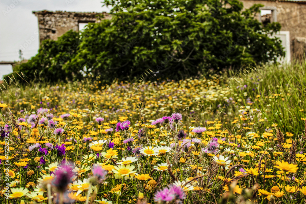 Beautiful meadow with colorful wild flowers Beautiful meadow with colorful wild flowers