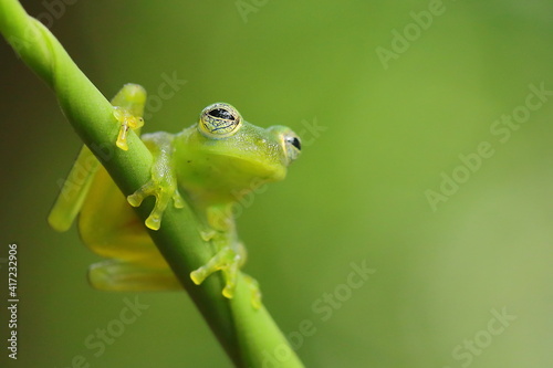Emerald glass frog, Centrolene prosoblepon, Costa Rica