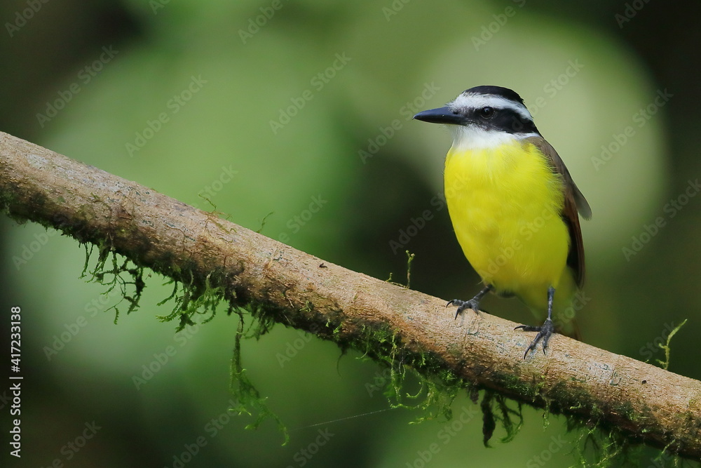 Naklejka premium Great kiskadee, Pitangus sulphuratus, Costa Rica