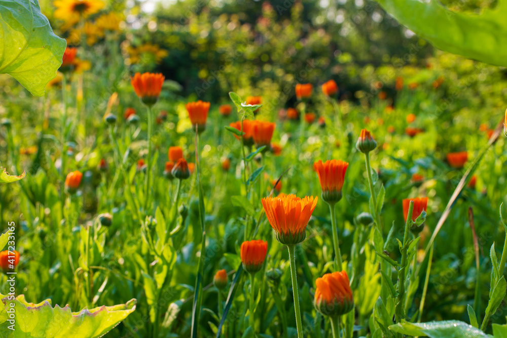 Naklejka premium Field with blooming orange medicinal plant flowers