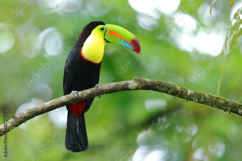 Keel-billed toucan, Ramphastos sulfuratus, Costa Rica © Kamil
