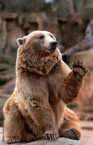 Brown bear sitting while waving