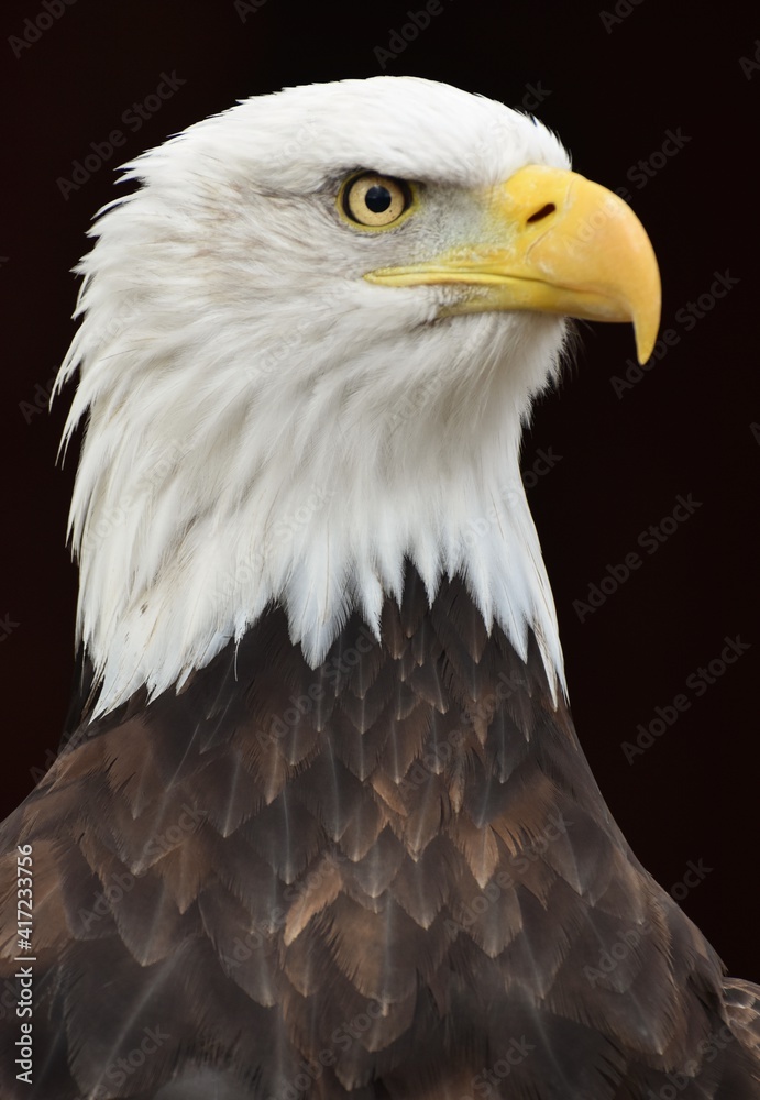 A Bald Eagle portrait (Haliaeetus leucocephalus) on a black background. A Bald Eagle portrait (Haliaeetus leucocephalus) on a black background.