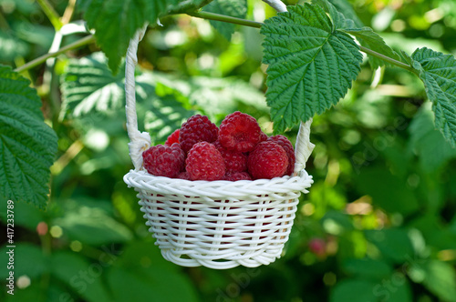 White wicker basket with fresh ripe raspberries on green leaf background