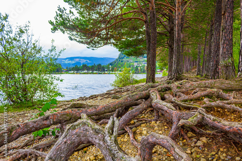 Huge shallow tree roots of pine trees Fagernes island Norway. photo