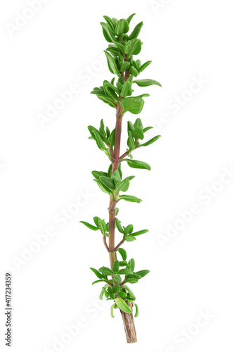 Thyme isolated on white background  full depth of field  clipping path