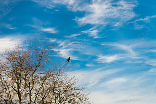 cormorant sitting on a branch