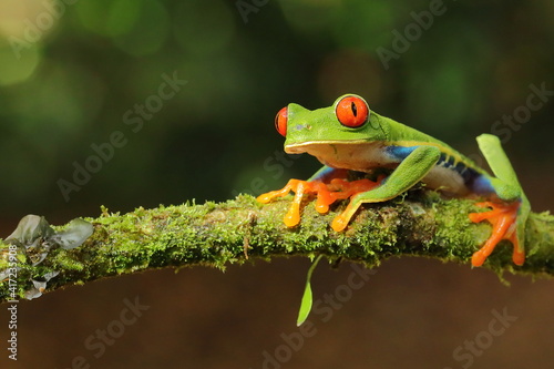 Red-eyed treefrog, Agalychnis saltator, Costa Rica