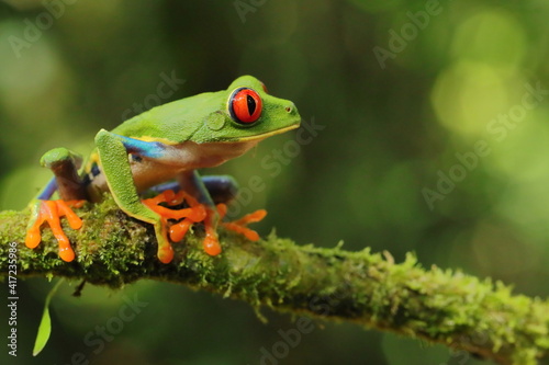 Red-eyed treefrog, Agalychnis saltator, Costa Rica