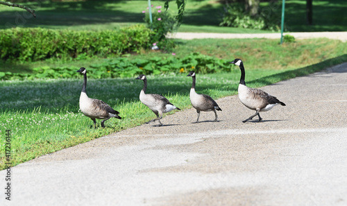 Canada Geese Crossing Road photo