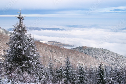 Fototapeta Naklejka Na Ścianę i Meble -  Winter wonderland in Beskidy Mountains