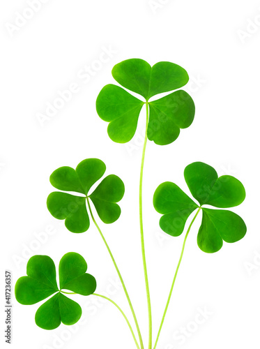 green clover symbol of a St Patrick day isolated on white background