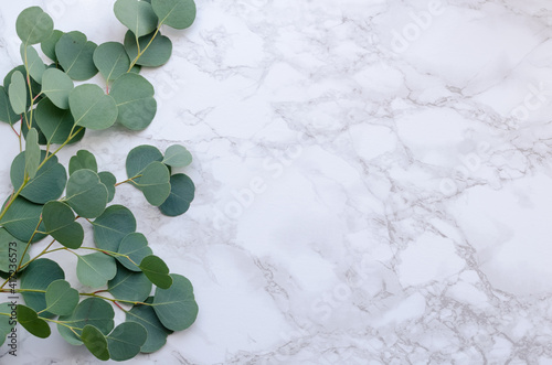 Fotografie, Obraz Eucalyptus branches on marble background