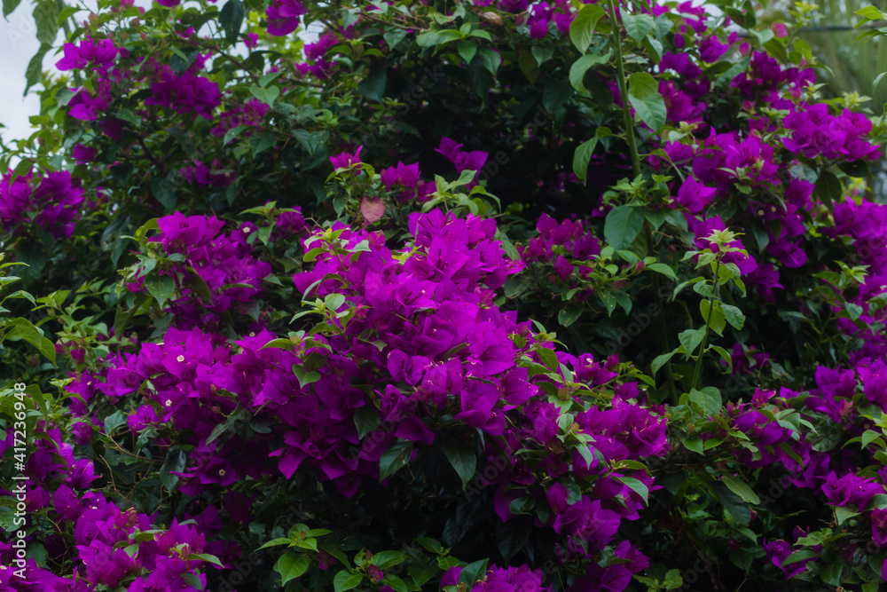 Fototapeta premium Plantas e Flores Silvestres