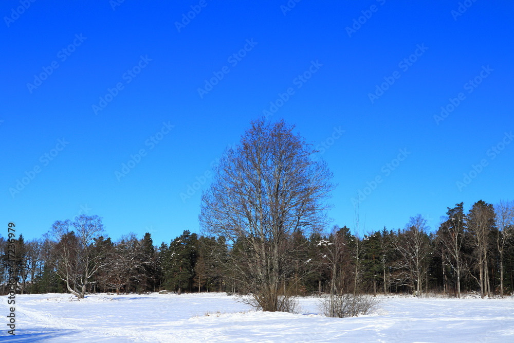 Swedish nature during the winter with plenty of snow in the forest. Clear blue sky and many trees. Plenty of footprints in the snowy meadow. Nice climate and weather. Stockholm, Sweden, Europe. Swedish nature during the winter with plenty of snow in the forest. Clear blue sky and many trees. Plenty of footprints in the snowy meadow. Nice climate and weather. Stockholm, Sweden, Europe.