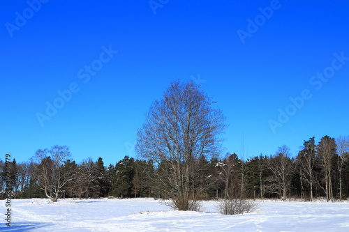 Swedish nature during the winter with plenty of snow in the forest. Clear blue sky and many trees. Plenty of footprints in the snowy meadow. Nice climate and weather. Stockholm, Sweden, Europe.