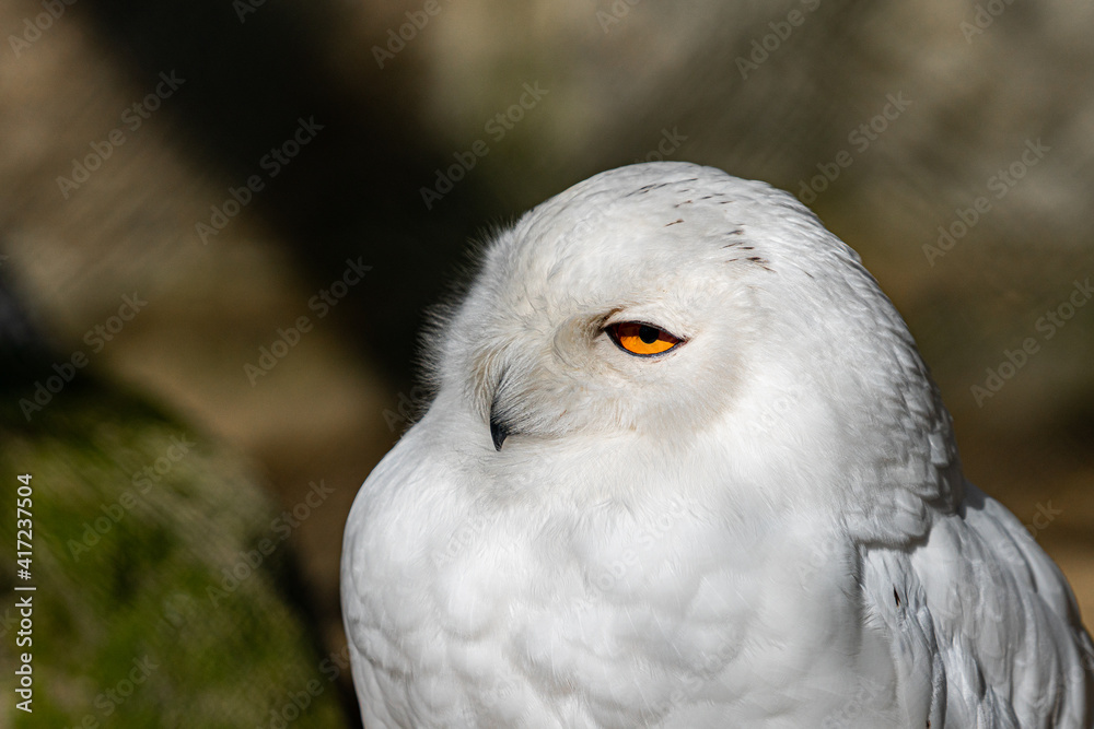 Bubo scandiacus Bubo scandiacus