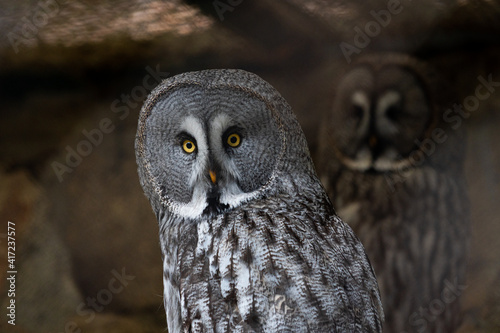 Strix Nebulosa "Bartkauz" great gray owl sitting on a stick