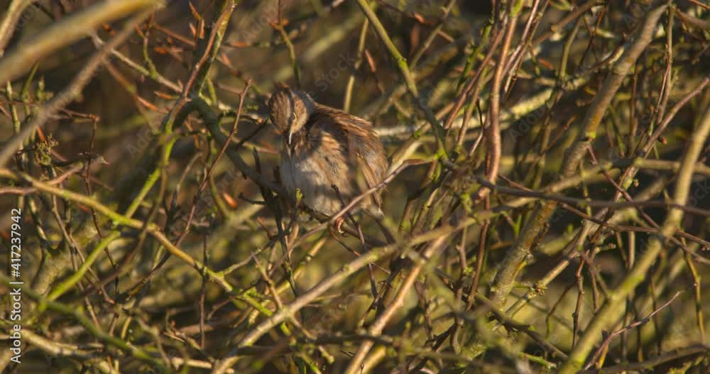Dunnock small bird preening feathers in shady tree branches Dunnock small bird preening feathers in shady tree branches