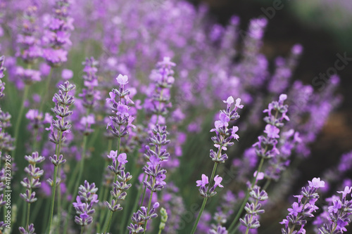 Fototapeta Naklejka Na Ścianę i Meble -  Beautiful blooming lavender field, close up