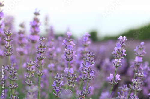 Beautiful blooming lavender field, close up