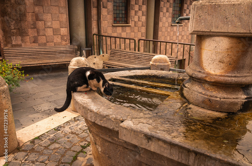 Black and white cat drinking water from fountain in medieval town of Nazzano Italy