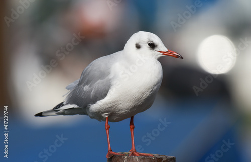 Seagull standing on a wood © oralz