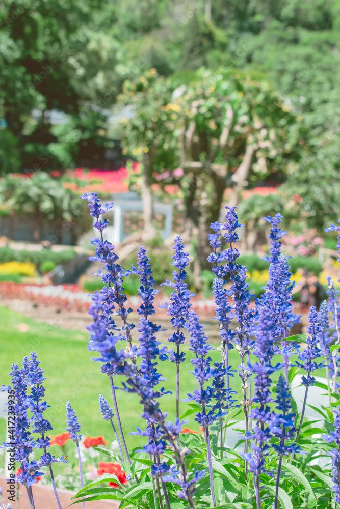 Obraz premium flowers in the garden