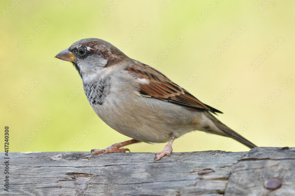 Naklejka premium House sparrow standing on wood