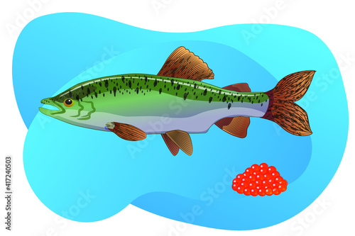 Pink salmon, female, in the water. Red fish caviar. Vector illustration.
