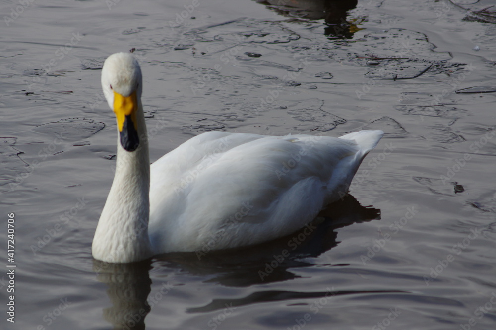 Obraz premium 厳しい寒さを避けて越冬で飛来地へと渡ってきた、美しい白い羽毛のハクチョウ