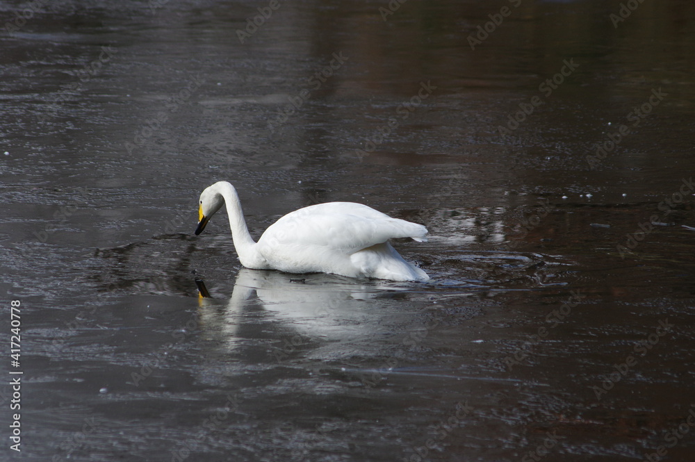 Naklejka premium 厳しい寒さを避けて越冬で飛来地へと渡ってきた、美しい白い羽毛のハクチョウ