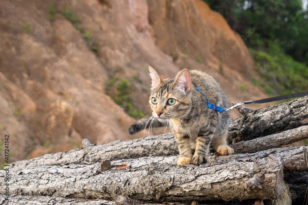 Obraz premium cat in the forest