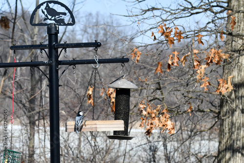 Nuthatch at bird feeder in the woods