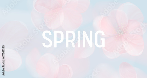 Sakura petal pink background. Vector spring flowers abstract banner, floral blur design, wallpaper texture