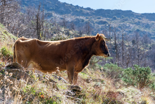 Cow of the pajuna breed, in the mountains of Sierra Nevada, Granada.