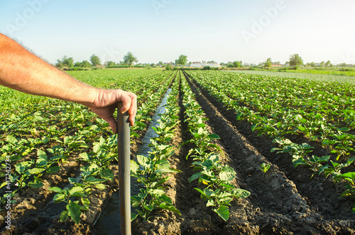 Vászonkép Farmer holds his hand on a shovel on background of eggplant plantation field