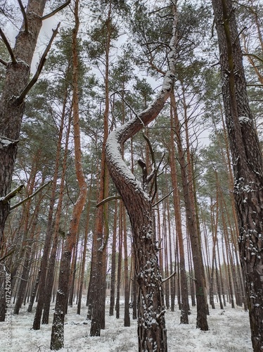 Fototapeta Naklejka Na Ścianę i Meble -  snow covered trees