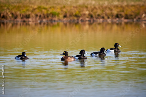 Tufted Ducks in a pond ( Aythya fuligula ) One female and 4 males